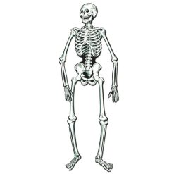 Caufield's Novelty Indoor Decor Jointed Posable Skeleton Cutout 22"