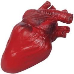24 Bloody Heart Prop Body Parts